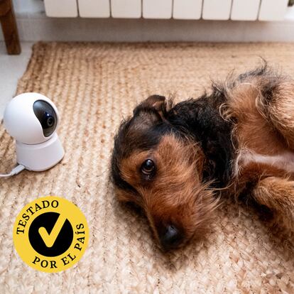 Probamos las mejores cámaras de vigilancia para mascotas. GETTY IMAGES.