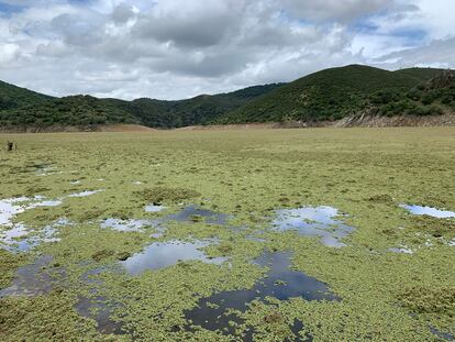 La azolla se propaga formando una capa opaca y gruesa que roba el contacto con el aire a las otras especies del ecosistema.