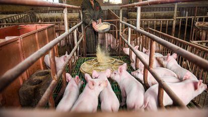 Granja porcina en la provincia china de Guizhou.