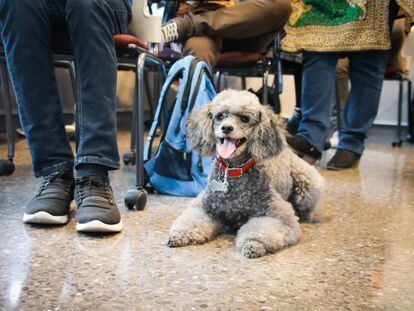 Un perro junto a su dueño en un aula de la costarricense Universidad Latinoamericana de Ciencia y Tecnología