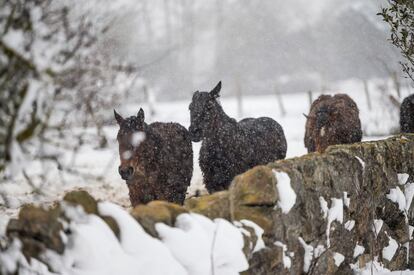 Unos caballos intentaban protegerse de la nieve el jueves en Campoo de Yuso, Cantabria.