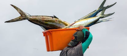 Un hombre carga con el atún que será vendido en la playa de La Poza, cerca del puerto de Manta (Ecuador).