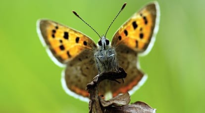 Una mariposa manto bicolor ('Lycaena phlaeas').