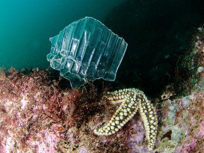 Un trozo de plástico junto a una estrella de mar en el fondo marino.