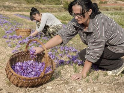 Dos cosechadoras de la flor del azafr&aacute;n en Les Garrigues.