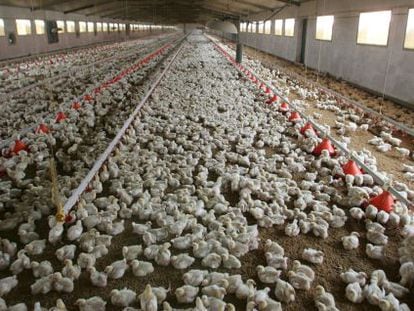 Pollos de 13 dias en una granja avícola en la localidad de Villamanrique.