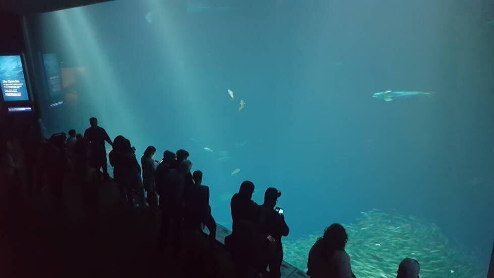 Aquarium por el que pasean en 'Big Little Lies'.