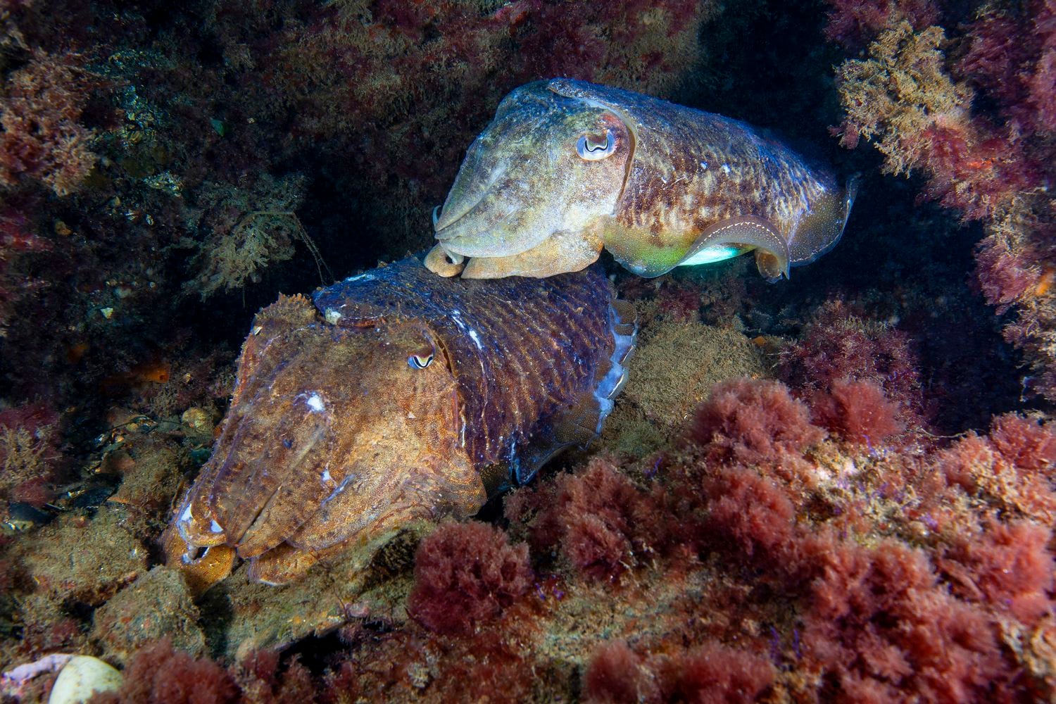 Una pareja de sepias ('Sepia officinalis') en las costas europeas guardando una cueva dónde quizás están sus huevos. Estas especies no tienen por que ajustarse a la presencia de consortes y 'sneakers'.