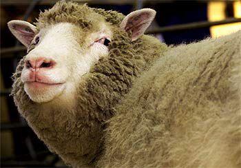 La oveja <i>Dolly,</i> en su establo del Instituto Roslin en enero de 2002.