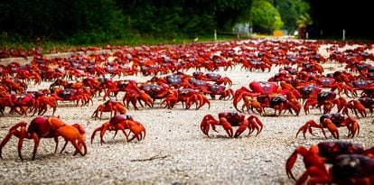 Migración de los cangrejos en la isla Navidad.