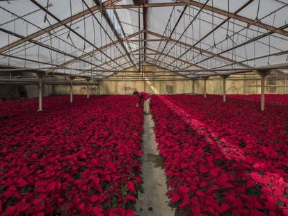 Cultiu de plantes de nadal en un viver de l'empresa Cultius Tolrà a Vilassar de Mar.