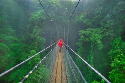 Puente colgante en el parque natural del Bosque Nuboso de Monteverde, en Costa Rica.