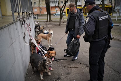 Dogs rescued from a shelter in Irpin