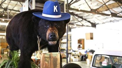 El oso 'Pablo Eskobear', también conocido como 'Cocaine Bear', en la tienda de Kentucky donde se expone disecado.