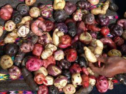 Imagen de diferentes variedades de papa cultivadas por campesinos de la comunidad de San José de Aymara, en el departamento de Huancavelica, en la sierra central de Perú. EFE/Archivo