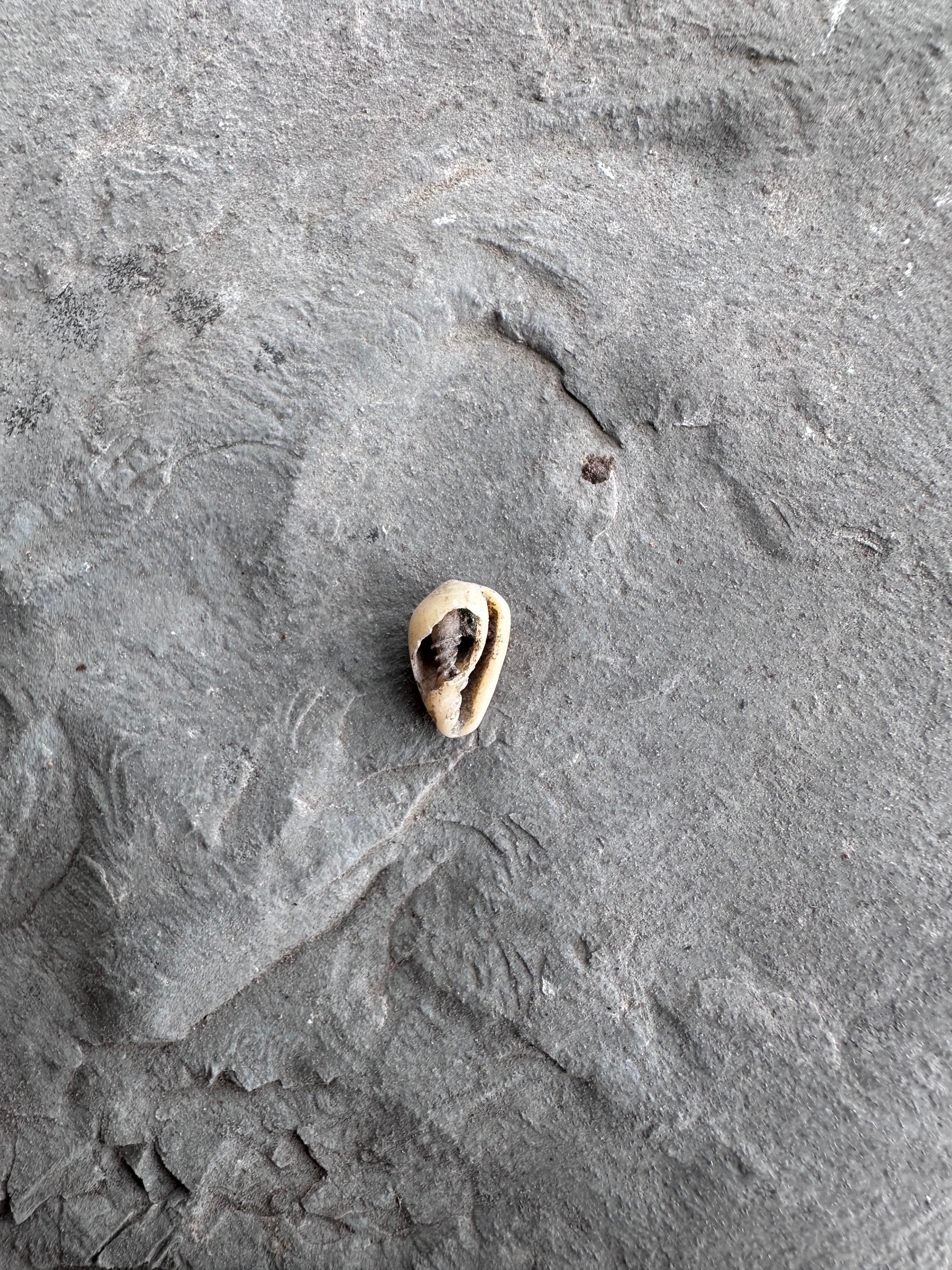 Un caracol marino hallado al interior de la cueva.