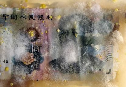 Un billete chino en la exposición de Rinaldo tras semanas de cultivo.