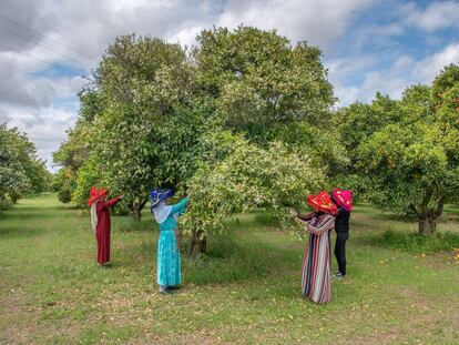 La recogida en los campos de Rabat de la flor del naranjo, de la que se extrae el neroli.