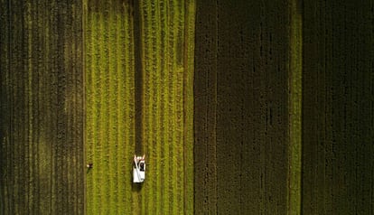 Cosecha de arroz en Moagang, a las afueras de Shanghái (China).