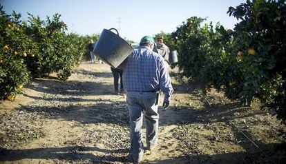 Trabajadores de una finca de naranjas en la localidad sevillana de Lora del R&iacute;o.