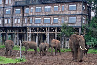 Elefantes junto al Treetops moderno.