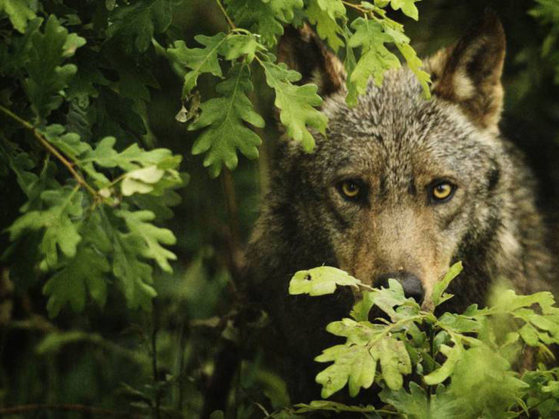 El último refugio del lobo ibérico | Ciencia | EL PAÍS