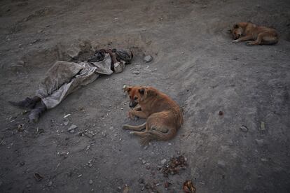 Un joven dormita junto a dos perros -también suelen consumir droga- en la colina de Sarai Shamali de Kabul.