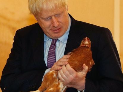 El primer ministro británico, Boris Johnson, inspecciona una gallina durante una visita a una granja en el sur de Gales.