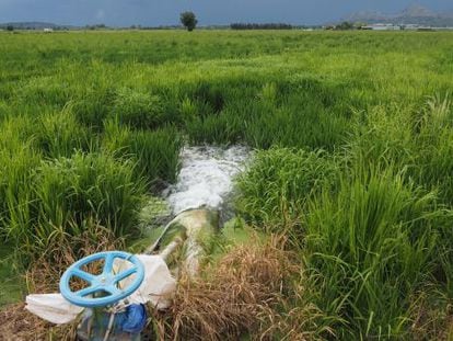 Campos de arroz cerca de Pals, en la comarca del Baix Empord&agrave;