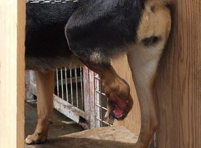 Uno de los perros, con una herida en la pierna.