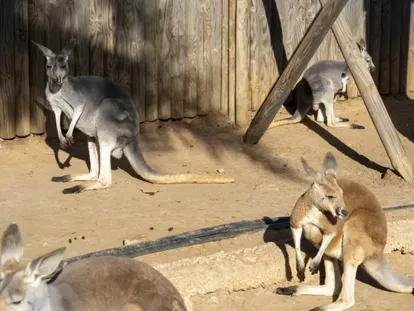 Canguros en el Jardín del papagayo, en Benicarló, en una imagen de la web del centro zoológico.