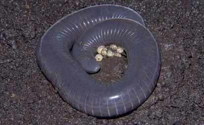 After laying the eggs, these caecilians take care of them until they hatch.  During this time they go from lead blue to a whitish gray.  It is the 'milk' with which they will feed their young for two months.