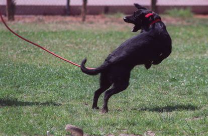 Un perro salta tras recibir un estímulo eléctrico a través de su collar en Valencia.