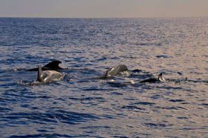 Avistamiento de delfines durante la travesía en velero, en Gran Canaria.