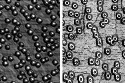 Puntos y anillos cuánticos fabricados en el Centro Nacional de Microelectrónica por epitaxia de haces moleculares.