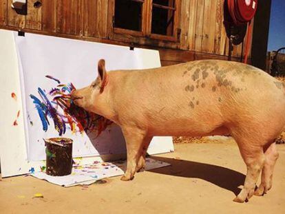 La cerda &#039;Pigcasso&#039; pinta un cuadro en el refugio donde vive en Ciudad del Cabo (Sud&aacute;frica).