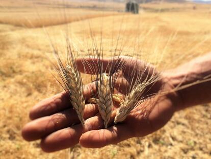 Varias espigas del espelta en los campos de Palazuelos (Guadalajara).