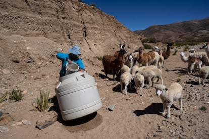Mujer extrae agua para sus animales, en Jujuy, Argentina