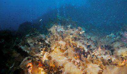Bosques de kelp dentro de las surgencias.