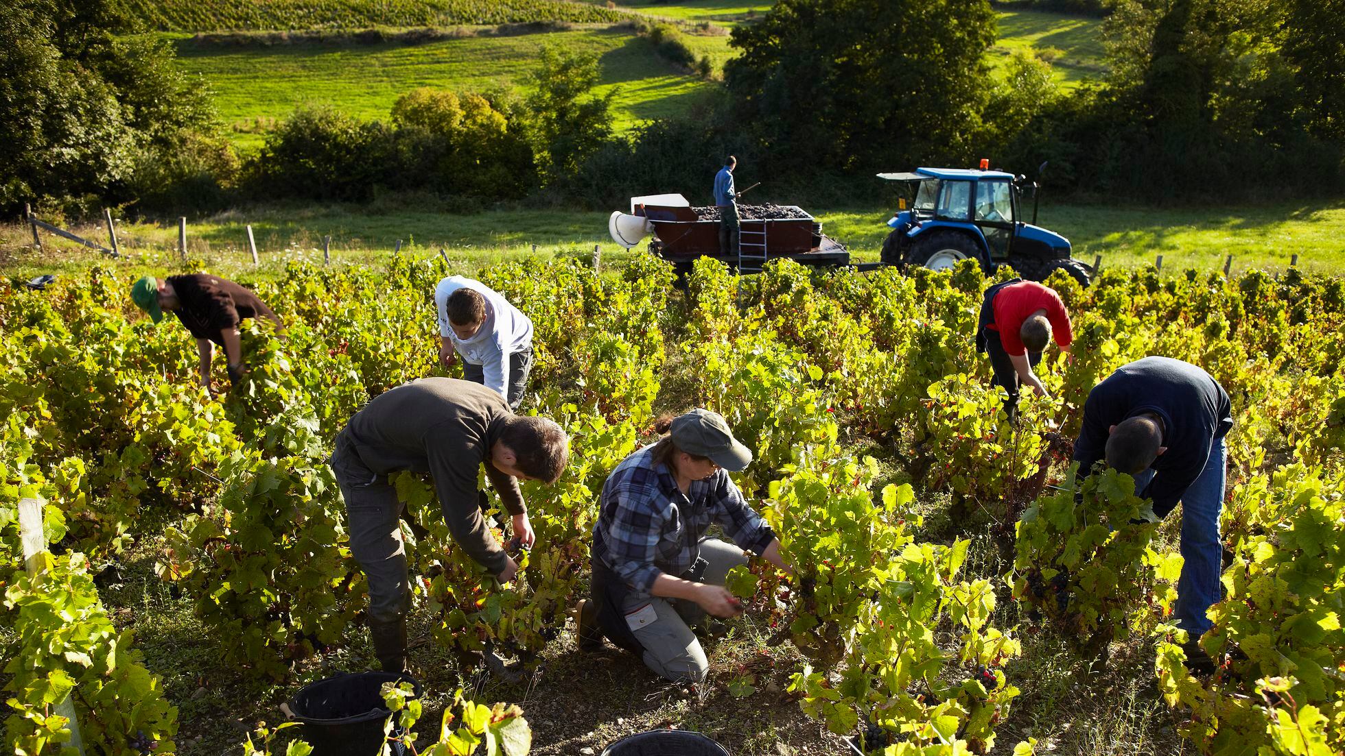 El frio y la uva y cómo afecta al viñedo - Bodegas Comenge