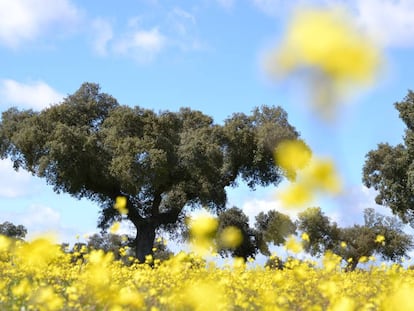 Paisajes fascinantes para después del confinamiento: seis dehesas españolas que revientan en primavera