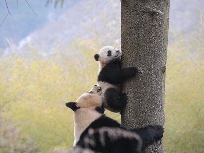Dos pandas en el Centro Hetaoping de Investigación y Conservación en Wolong, en la provincia de Sichuan (China).