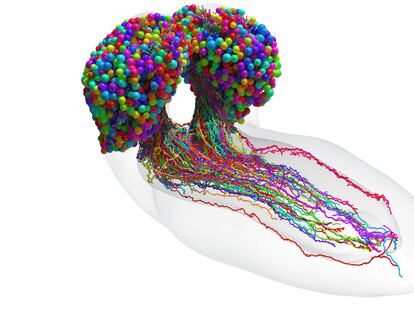Mapa del cerebro de la larva de la mosca de la fruta, con 3.016 neuronas y más de medio millón de conexiones.