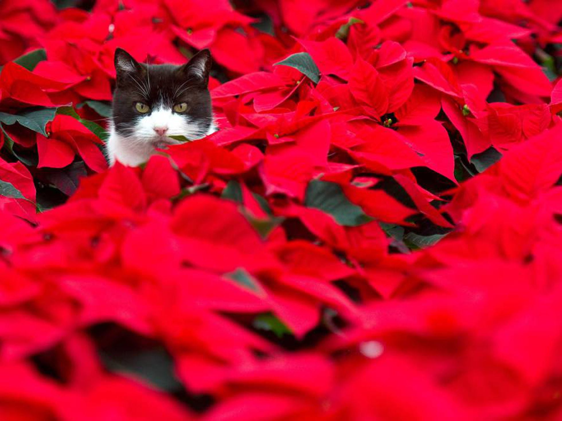 Veinte plantas tóxicas para tu gato (incluidas las navideñas) | Animales y  CIA | EL PAÍS