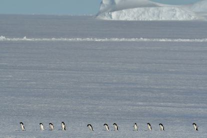 Una colonia de pingüinos de Adelia se ven obligados a andar, en vez de nadar, debido a la presencia de hielo marino. 