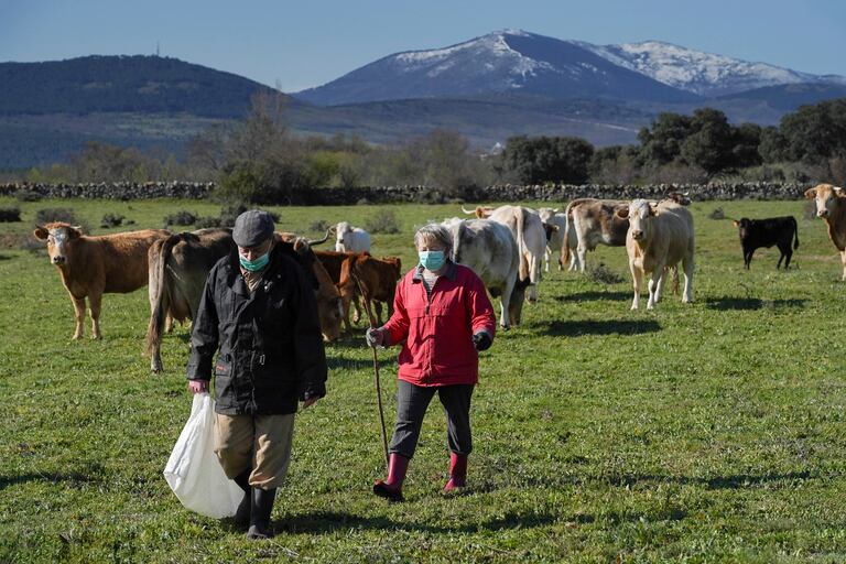 Los hermanos Justo, de 73 años, y Encarnación, de 69, dan de comer a las vacas en Piñuécar-Gandullas (Madrid).