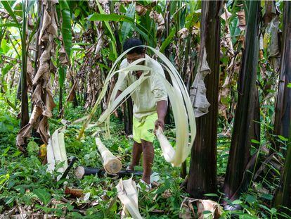 Un hombre cosecha abacá en Santo Domingo de los Tsachilas (Ecuador), el 16 de febrero de 2023.