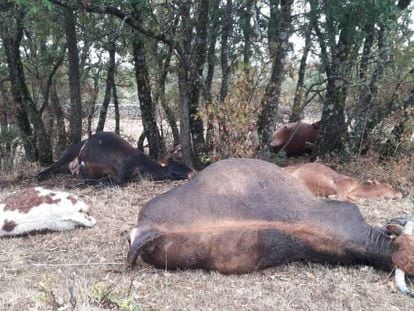 Los cadáveres de varias reses en la Sierra Norte de Madrid.