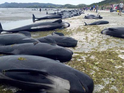 Las ballenas muertas en la playa de Farewell Spit, este viernes.