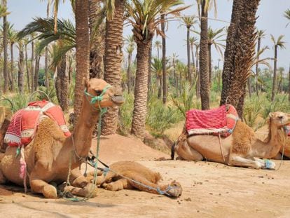 Camellos en un palmeral del desierto.